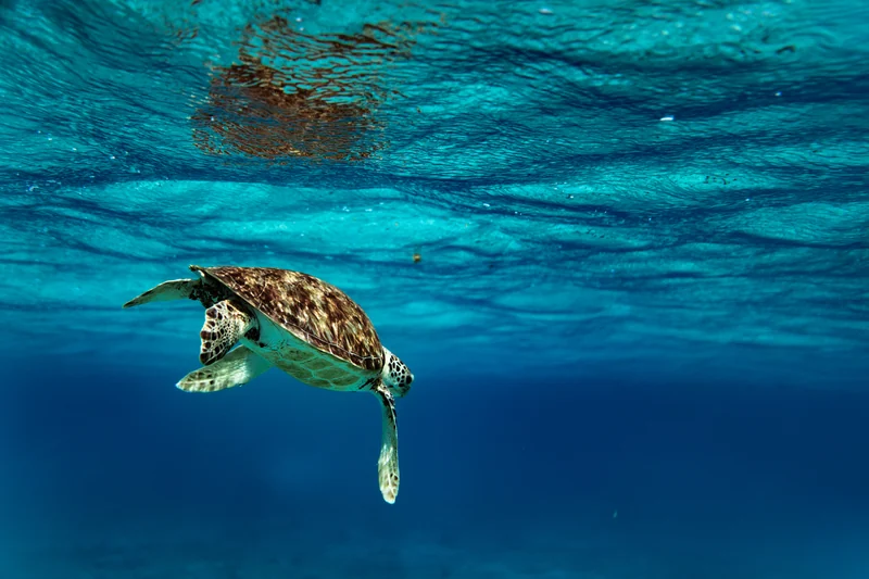 Sea turtle in the Grenadines